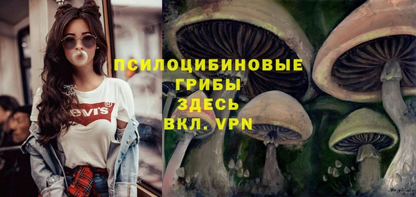 стаф Аркадак